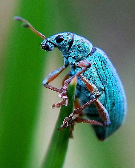 Small Turquoise Beetle Polydrusus Formosus Bugguidenet Insect