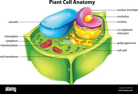 Plant Cell Wall Hi Res Stock Photography And Images Alamy