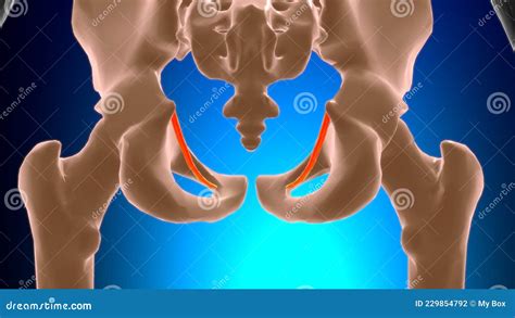 Tendinous Arch Of Levator Ani Muscle Anatomy For Medical Concept D Stock Illustration