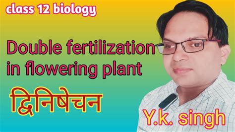 Double Fertilizationdouble Fertilization In Angiospermclass 12