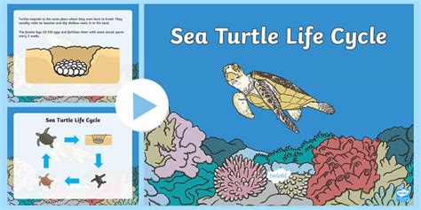 Life Cycle Of A Sea Turtle Powerpoint Hecho Por Educadores