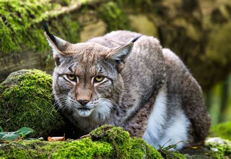 Could Englands Northern Forest Bring Wild Lynx Back To The Uk Wired Uk