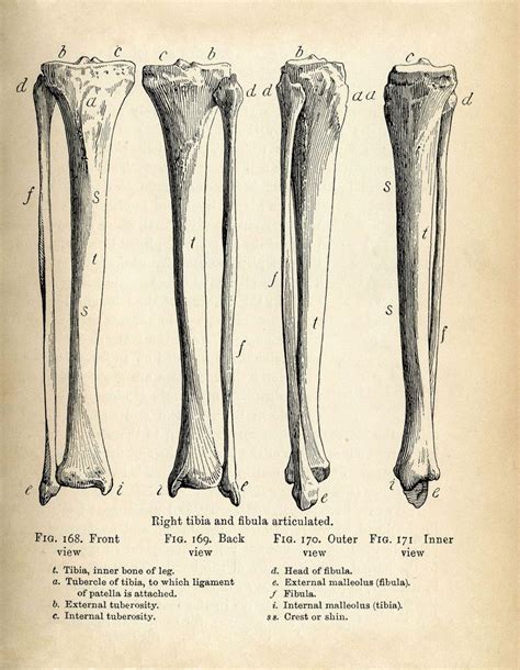 Upper leg bones diagram her bones were so brittle lovejoy pointed to a cast of her upper pelvic blades which are shorter and broader than an ape s they would have let her balance on one leg at a. BW Lab diagram - leg bones | Halloween pics to download ...