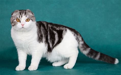 Get To Know The Scottish Fold An Owl In A Cat Suit Scottish Fold