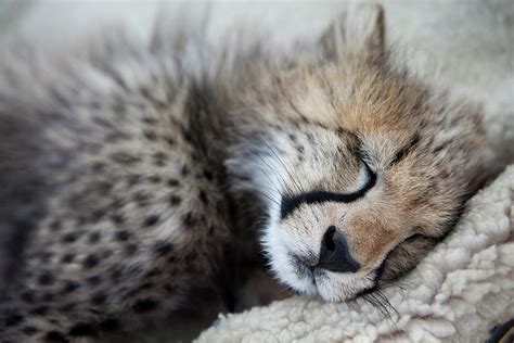 Portrait Of A Baby Cheetah Sleeping Photograph By Ryan Heffernan