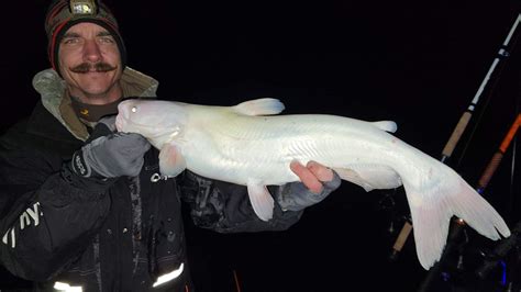 How About An Albino Blue Catfish From Last Weekend Rfishing