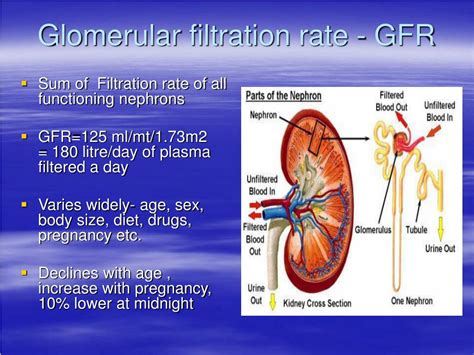 Ppt Measurement Of Kidney Function Powerpoint Presentation Free Download Id
