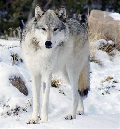 Wikipedia Wolf Canis Lupus Northwestern Occidentalis Wiki