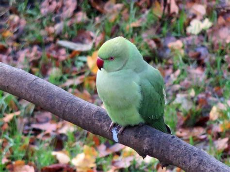 10 Interesting Facts About Rose Ringed Parakeets Sightseeing Scientist