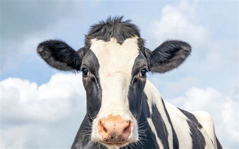 Optical Illusion Of Cow With No Body Leaves Internet Udderly Baffled