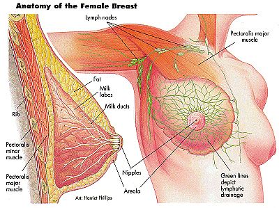 A photo of what the female muscle system looks like has left social media users feeling shocked, appalled, uncomfortable. How will working out my chest affect my boobs? : Fitness