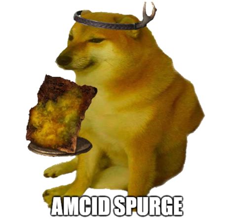Amcid Spurge Cheems Know Your Meme