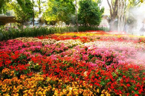 Top 10 Full Sun Perennials For Michigan Gardens