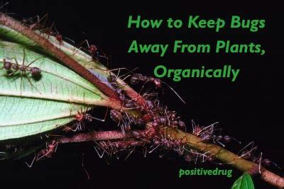2 peppermint, 2 lavender, 1 orange, and 1 patchouli. How to Keep Bugs Away From Plants, Organically | Keep bugs away, Plants, Bugs