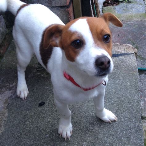 However, his ancestry comes from great britain. Female short hair Jack Russell Terrier | St Helens ...