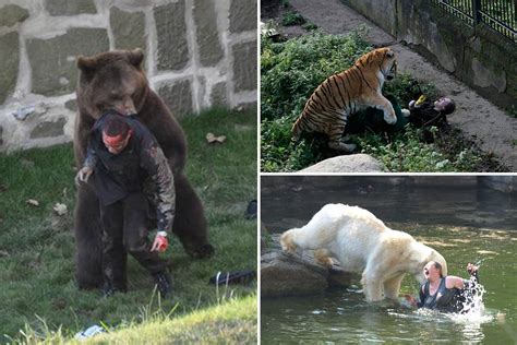 Worlds Worst Ever Zoo Attacks As Bears Tigers And Gorillas Attack