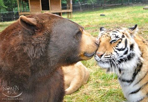 Bear Lion And Tiger Are Brothers And They Havent Left Each Others