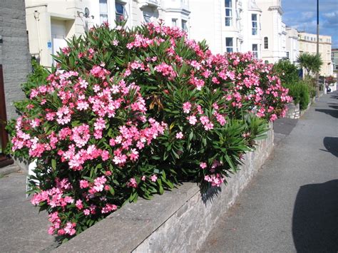 I have touched the plant without gloves all of the time and have never developed skin irritation. Nerium oleander | Architectural Plants