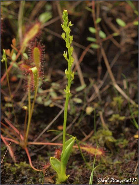 Hammarbya paludosa () , revis. Myggblom - Hammarbya paludosa