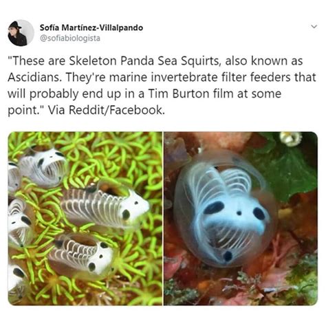 Skeleton Panda Sea Squirts These Are Skeleton Panda Sea Squirts