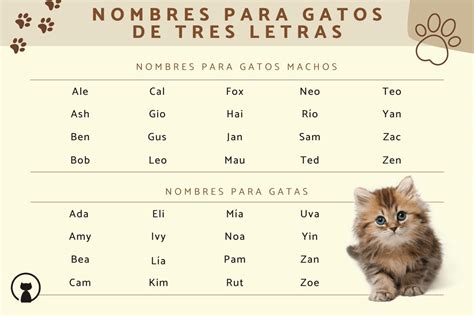 100 Nombres Para Gatos De Tres Letras Machos Y Hembras Originales