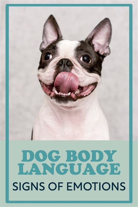 Dog Body Language What Your Dog Is Trying To Tell You In 2023 Dog