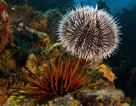 Echinodermata Echinoderms Starfish Sea Urchins And Sea Cucumbers