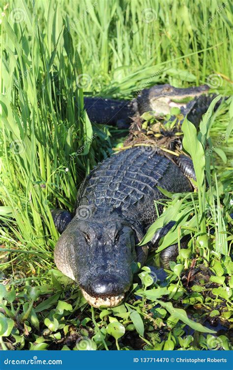 Alligator Louisiana Swamp Bayou Stock Photo Image Of Tour Bayou