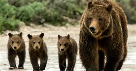 Judge Blocks Grizzly Bear Hunts In Idaho Wyoming Cbs News