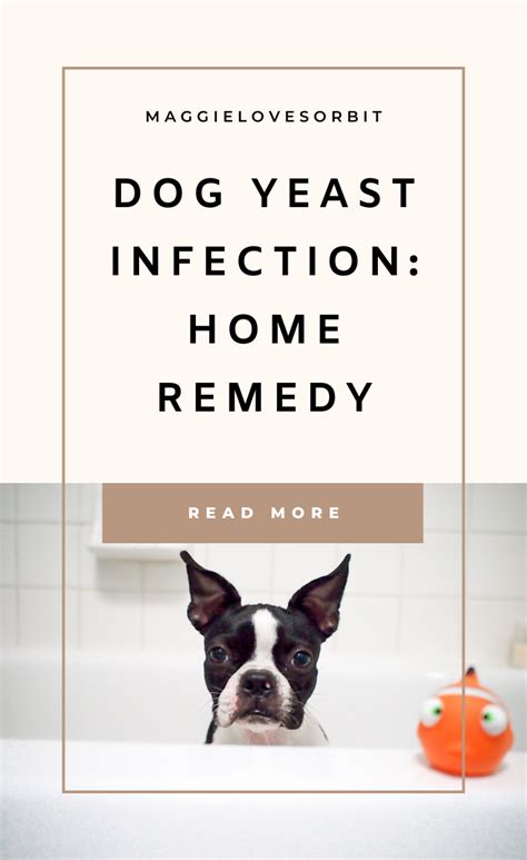 Home Remedy For Dog Skin Yeast Infection Artofit