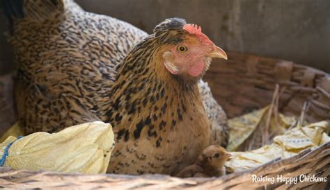 Storing Fertile Chicken Eggs 5 Steps To A Successful Hatch