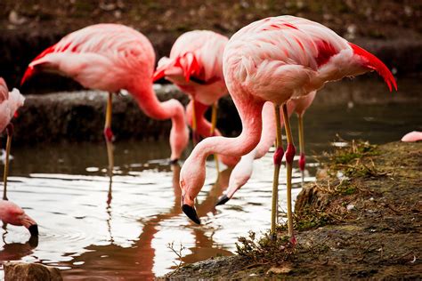 Flamingo Food Search Photograph By Pati Photography Fine Art America