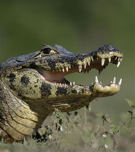 The Spectacled Caiman Gets Its Name From The Bony Ridge That Appears To