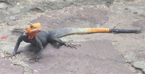 Cannundrums Red Headed Rock Agama