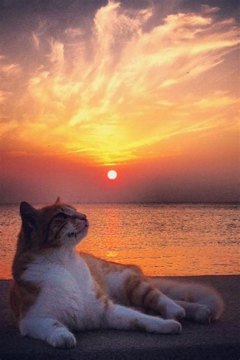 Gato Posando En La Puesta De Sol
