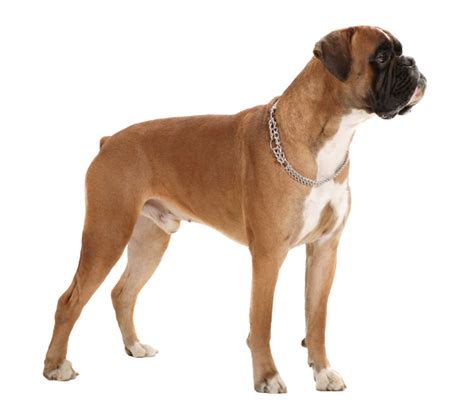 Boxer Dog Breed Health History Appearance Temperament And Maintenance