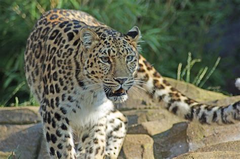 Leopardo De Amur O Siberiano En Peligro De Extinción