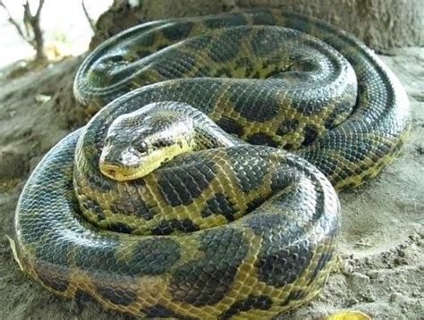 Green Anaconda The Largest Member Of The Boa Constrictor Group At 30