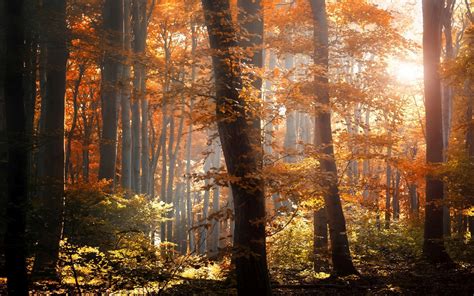 Foggy Autumn Forest 3 Wallpaper Nature Wallpapers 35934