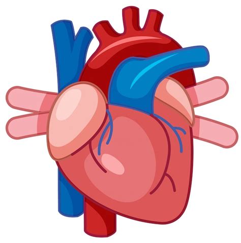 Una Caricatura Del Corazón Humano Vector Premium