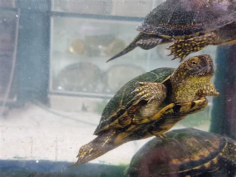 Sea Turtle In An Aquarium Stock Image Image Of Aqualung Indian