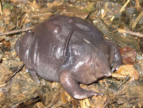 Five Of The Worlds Most Bizarre And Recently Discovered Species