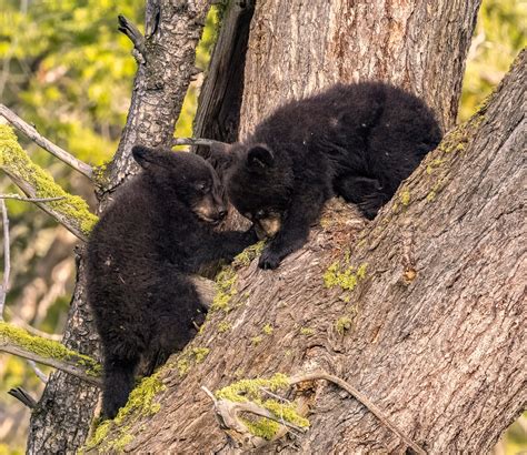 Black Bears Cubs Of The Year Wrestling Steve Santel Flickr