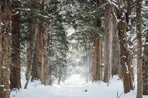 Snow Forest At Togakushi Shrine Japan Free Photo Nohat Free For