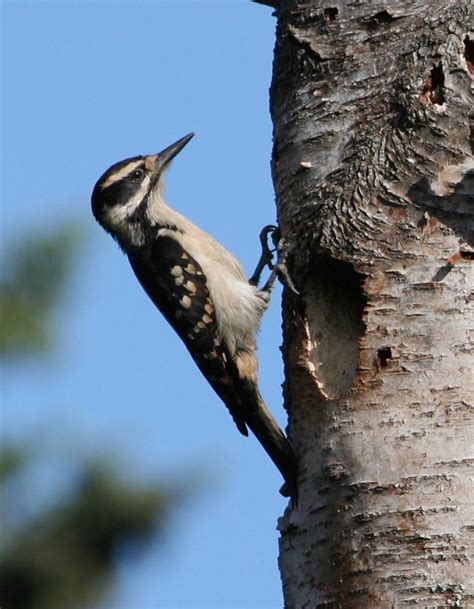Hairy Woodpecker Outdoor Alabama