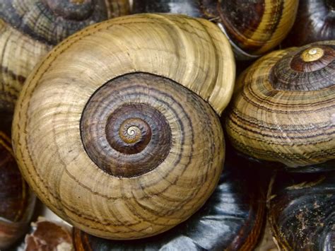 Nature Pattern These Beautiful Shells Of The Giant Carnivo Flickr