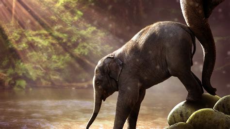 Baby Elephant Drinking Water 4k Photography Wallpapers Hd Wallpapers