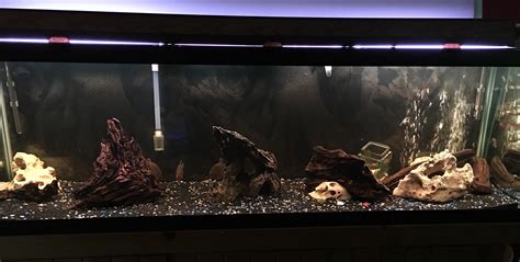 Fts 125 Gallon Piranha Tank Now With A Background And More Decor
