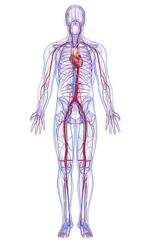 Изображение blood vessel size chart. What Are the Largest Blood Vessels in the Body ...