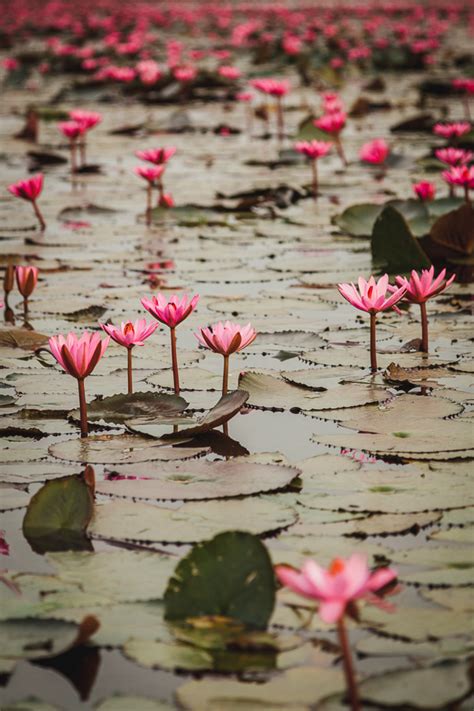 The Ultimate Guide To The Red Lotus Sea Thailand